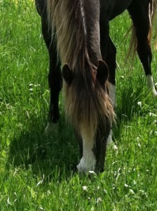 Kahlua grazing