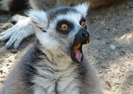 A Surprised Meerkat Picture