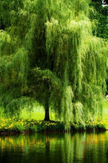weeping willow