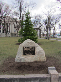 Centennial Tree - Prescott, Arizona - Carol Cox
