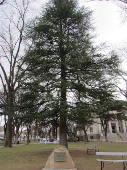 Statehood Tree - Carol Cox
