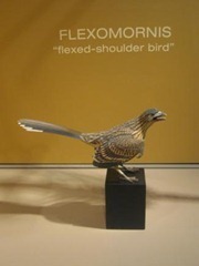 Flexomornis howei named after Kris Howe Photo by Shelley Kofler KERA News