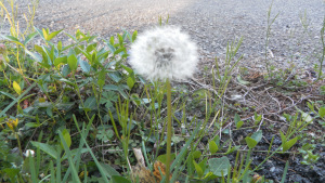 SAMSUNG DIGITAL CAMERA