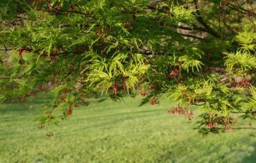 japanese maple