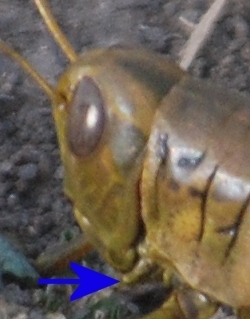 cropped_spur-on-grasshopper-f-ovipositing281