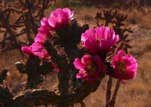 cholla blossom crop 2