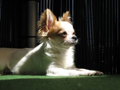 Information on a Chorkie (Chihuahua x Yorkie) Mixed Breed Puppy thumbnail