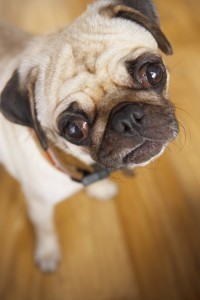 Pug