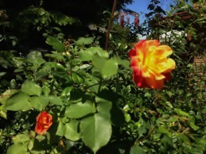 Rose Tequila Sunrise
