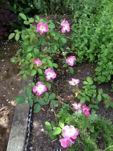 Rose_shrub_herb bed
