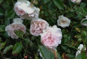 rose Sea Foam