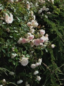 Rose Sea Foam 3