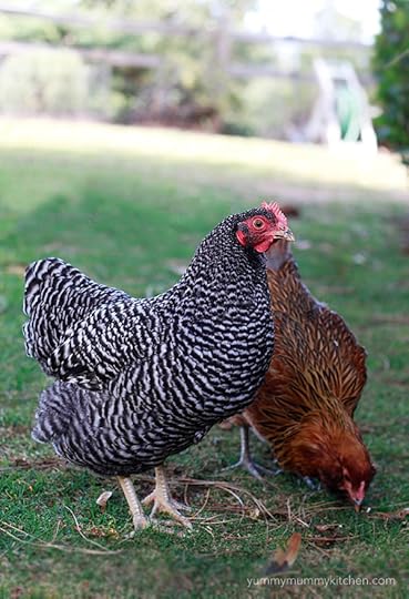 chickens barred rock