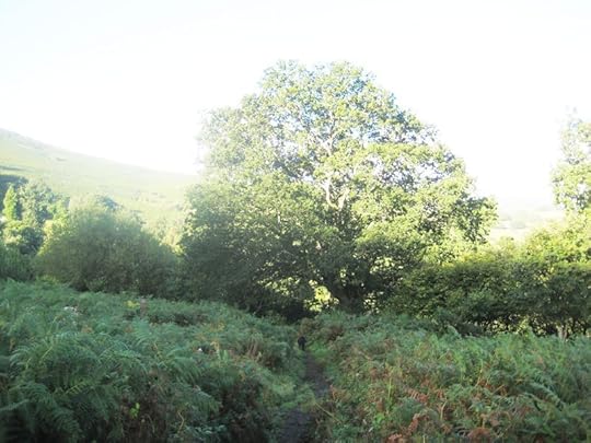 Tree 5 6x8