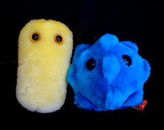 Cough and the Common Cold