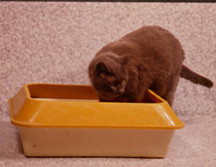 Smokey & litterbox