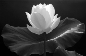 lotus_flower