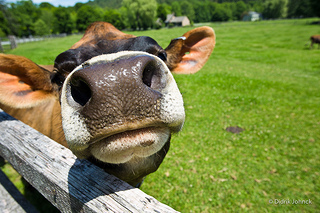 Vermont Cow