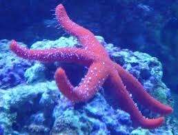 starfish