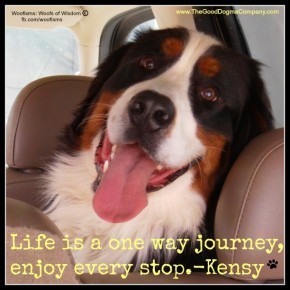 lifeBuddyTimeFILE0020 290x290 Woofisms: Woofs of Wisdom© funny dog blog