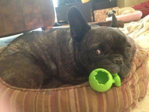 Lulu wants it to be clear: there are boundaries, especially when it comes to chew toys.