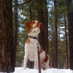 calliedog1