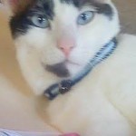 calliecat1