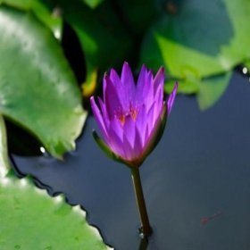 41dj1GBoOvL._SL500_AA280_