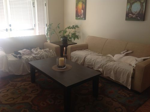 Seamus and Riley sleeping on the couches