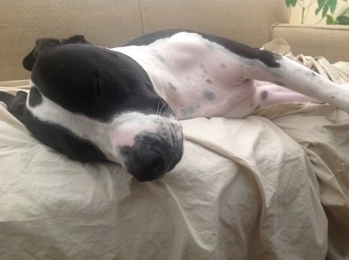 Sleepy Seamus Face