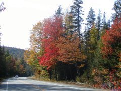 Leaves 1