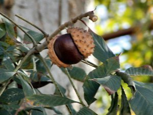 Chestnut and shell on tree