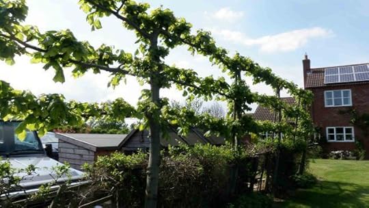 Pleached limes