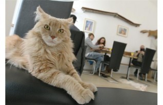 Vienna_Cat_Cafe