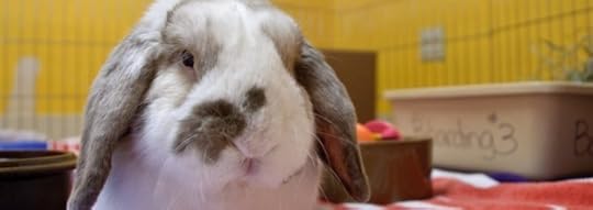 ChubbaBig-1458442_960x340