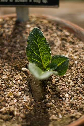 Mandrake