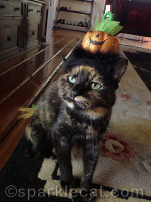 The kitty in the tutti fruity hat