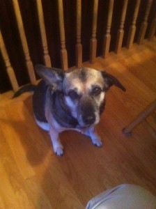 Ginger August, 2001 - April 4, 2013