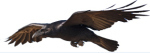 crowflying