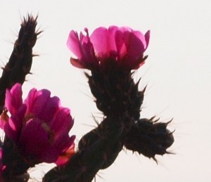 cholla blossom crop