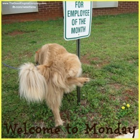 mondayatlanta2011 007 5 290x290 Its Monday, Need I Say More? funny dog blog
