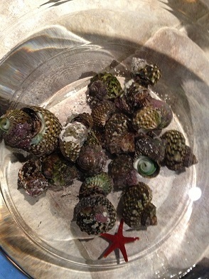 13D20 Turbo snails acclimating