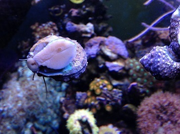 13D22 Turbo snail on glass