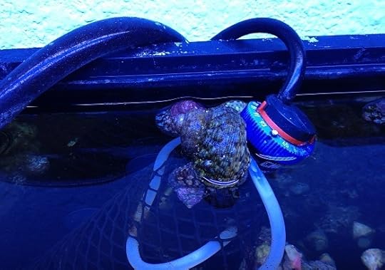 13D20 aquatic turbo in air