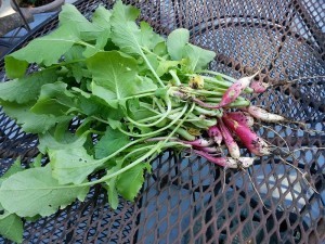 Radish greens. Fibrous.