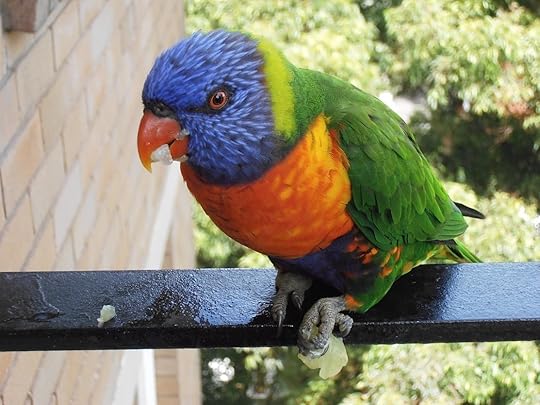 Rainbow lorikeet