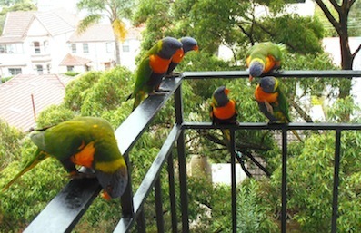 Lorikeets on balcony
