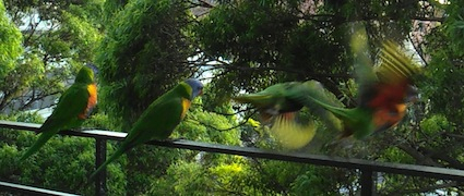 Rainbow lorikeets take flight