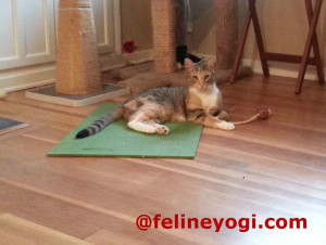 yoga cat mat pose
