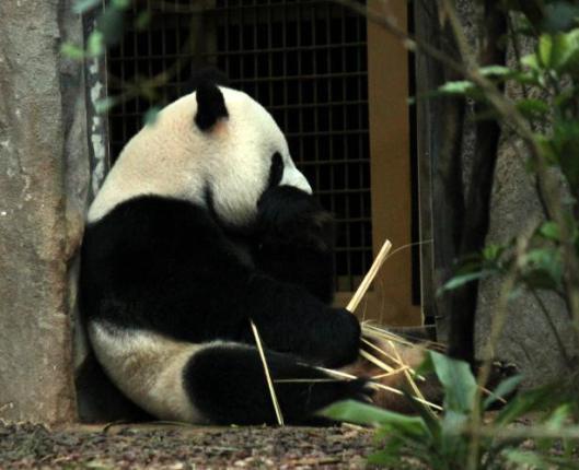 giant-panda-sitting-and-eating